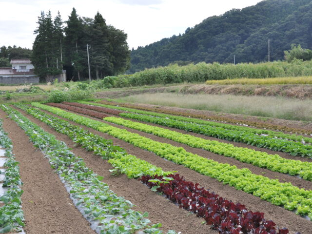 鈴木農場