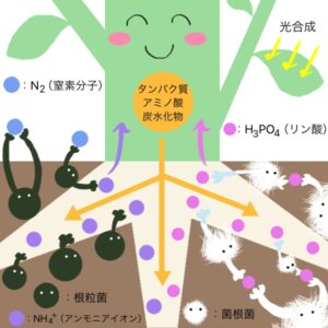 共生関係