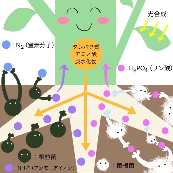 共生関係
