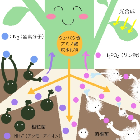 微生物の働き